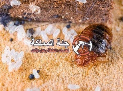 حشرة البق ! 2 كيفية التخلص من حشرة البق