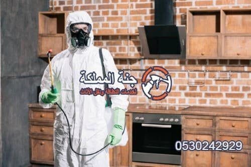 شركة رش حشرات بالدمام