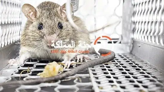 مكافحة الفئران بالرياض