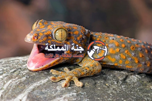 افضل شركة مكافحة الوزغ بالرياض