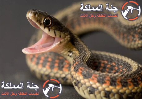 شركة مكافحة الثعابين بالرياض