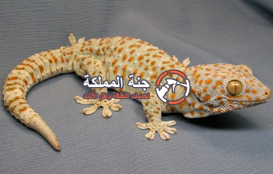 شركة مكافحة الوزغ بالرياض 0530242929