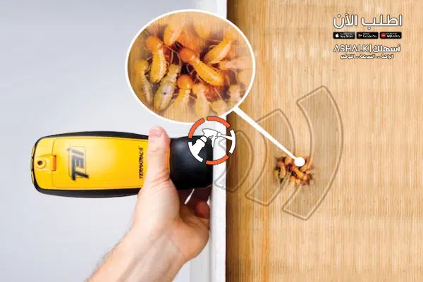 شركة مكافحة النمل الأبيض بالرياض