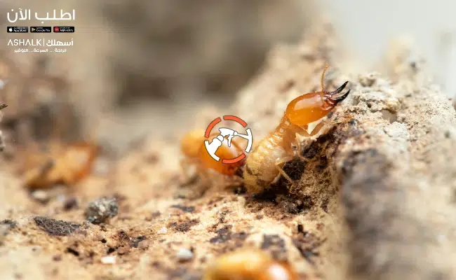 شركة مكافحة النمل الابيض