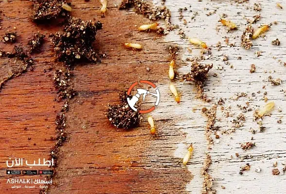 مكافحة النمل الابيض