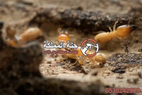 افضل شركة مكافحة النمل الابيض بالدمام