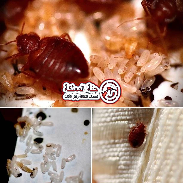 طرق طبيعية للتخلص من البق نهائياً في المنزل