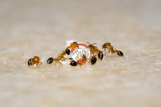 شركة مكافحة النمل الأسود بالرياض