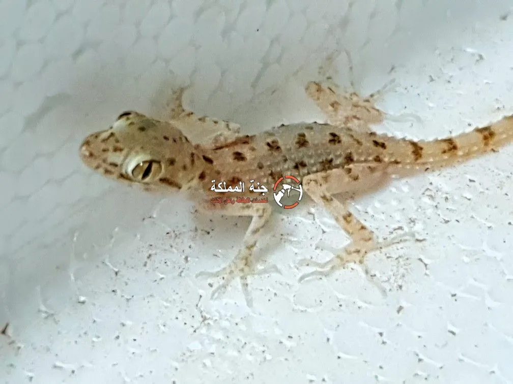 شركة مكافحة الوزغ بالدمام