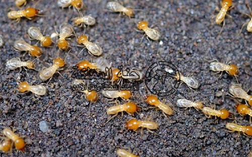 شركة مكافحة النمل الابيض بالدمام والقطيف