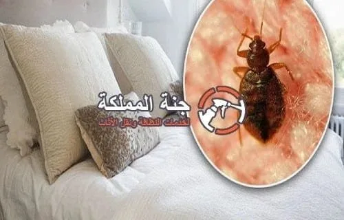 كيفية التخلص من حشرة البق نهائيا