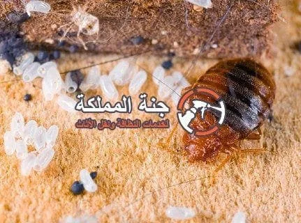 كيفية التخلص من حشرة البق