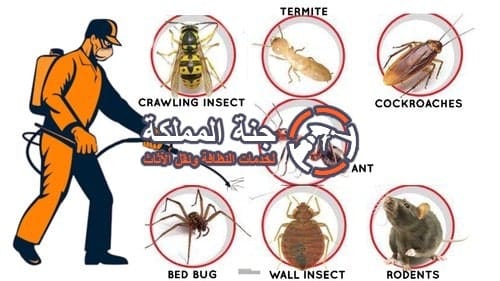 شركة مكافحة حشرات غرب الرياض