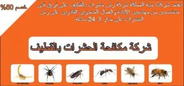 شركة مكافحة حشرات بالقطيف رش مبيدات بالقطيف