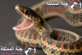شركة مكافحة الثعابين بالرياض