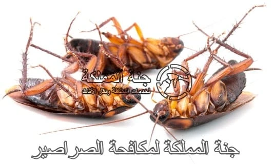 شركة مكافحة الصراصير في الرياض