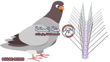 شركة مكافحة الحمام بالرياض 0530242929
