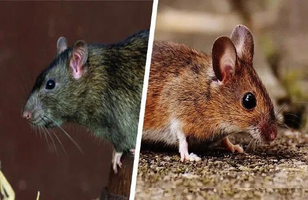 طرق التخلص نهائيا من الفئران والجرذان في البيت