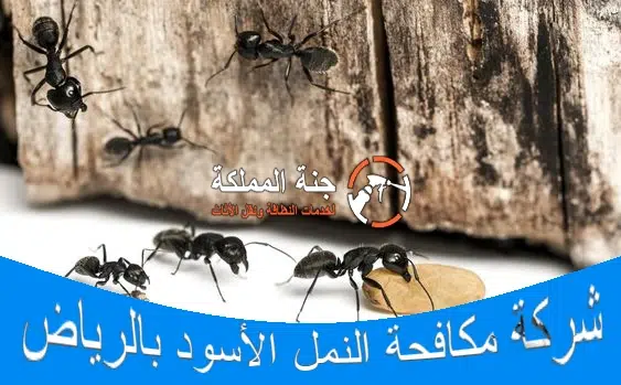 شركة مكافحة النمل الاسود بالرياض