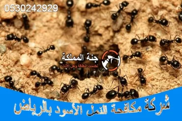 شركة مكافحة النمل الأسود بالرياض 0530242929 ابادة رخيصة بأفضل المبيدات