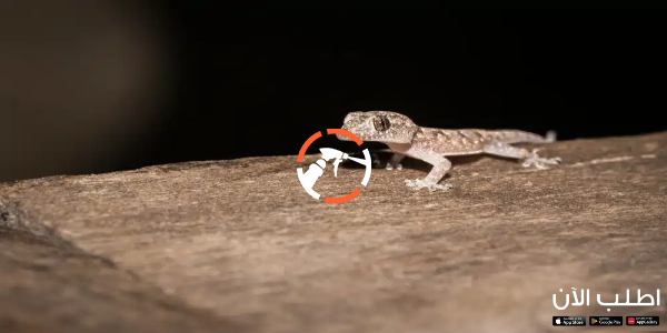 افضل شركة مكافحة الوزغ بالرياض