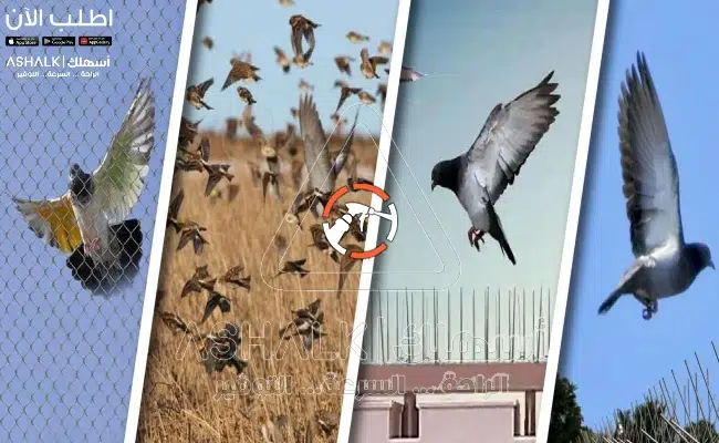 شركة تركيب طارد الحمام بالمزاحمية