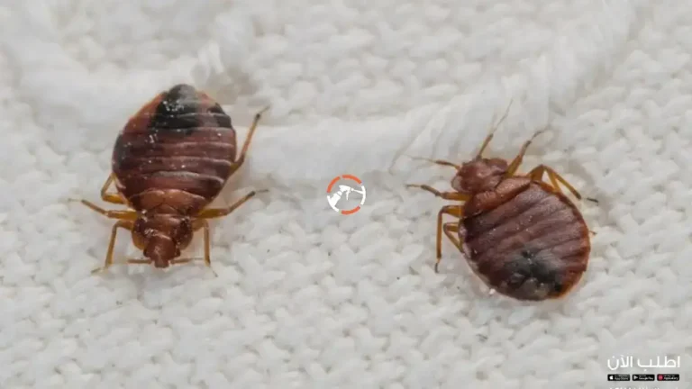 شركة مكافحة البق بالرياض