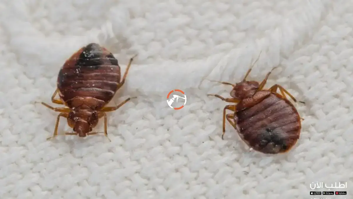شركة مكافحة البق بالرياض
