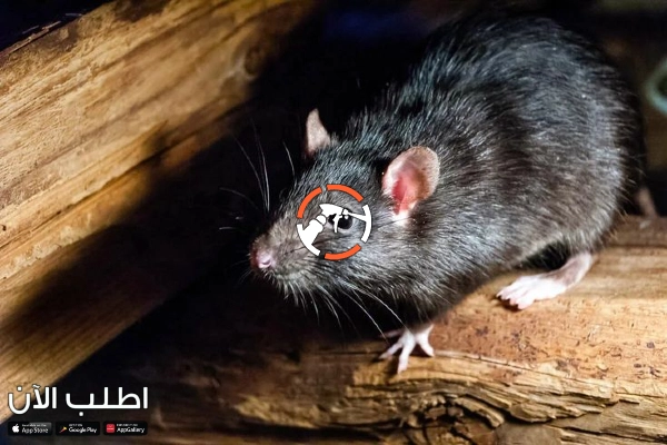 شركة مكافحة الفئران بالدمام