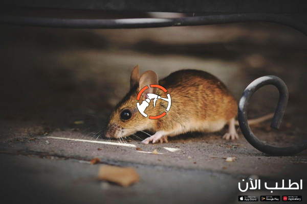 شركة مكافحة الفئران الرياض