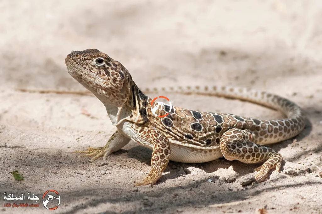 شركة مكافحة البرص بالدمام