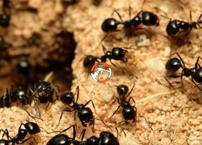 شركة مكافحة النمل الاسود بالدمام