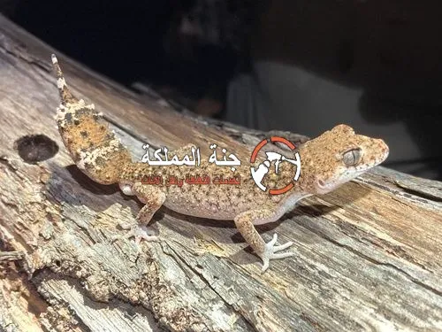 شركة مكافحة الوزغ بالدمام