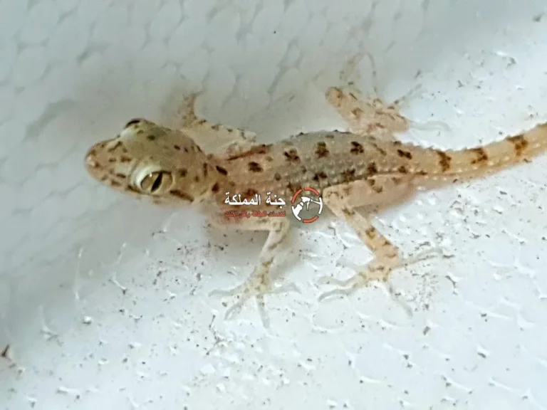 افضل شركة مكافحة الوزغ بالدمام